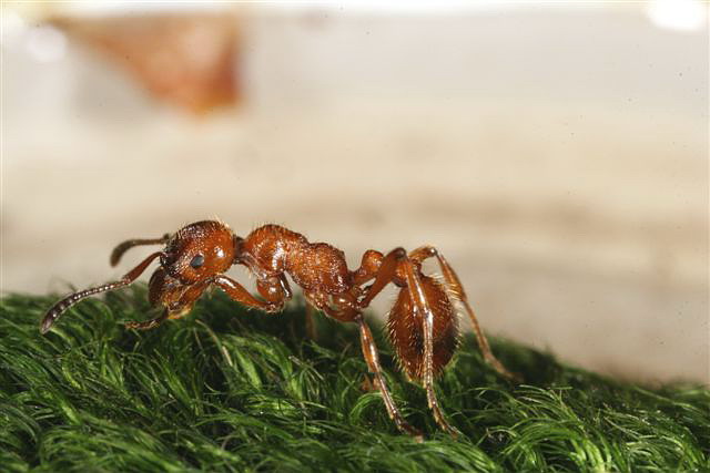 Manica rubida