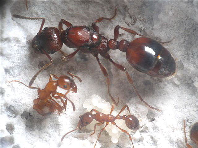 Manica rubida