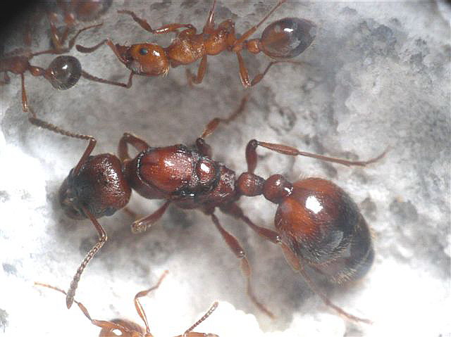 Manica rubida