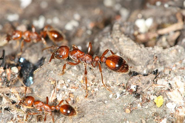 Manica rubida