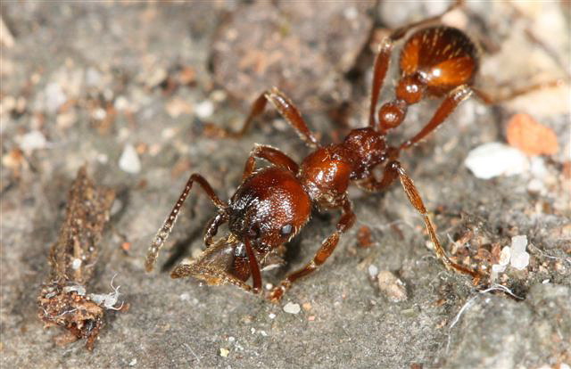 Manica rubida
