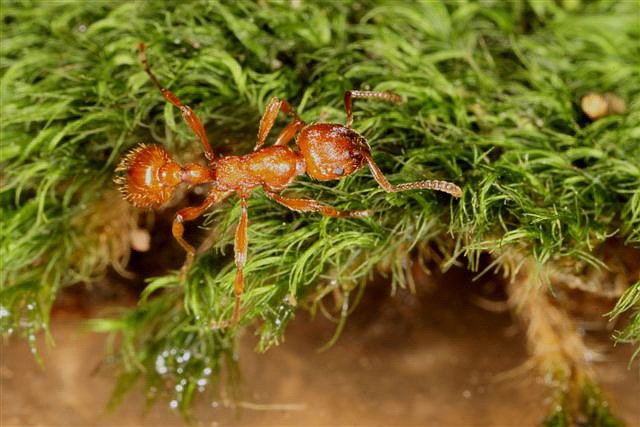 Manica rubida