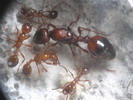 Manica rubida