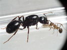 Messor sp.(Korsika)