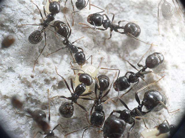 Messor barbarus
