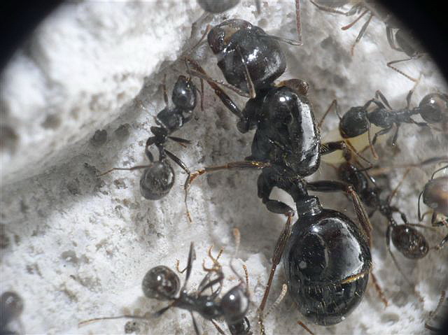 Messor barbarus