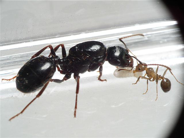 Messor sp.(Korsika)