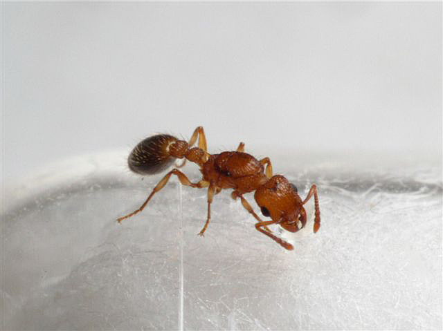 Myrmicinae sp.