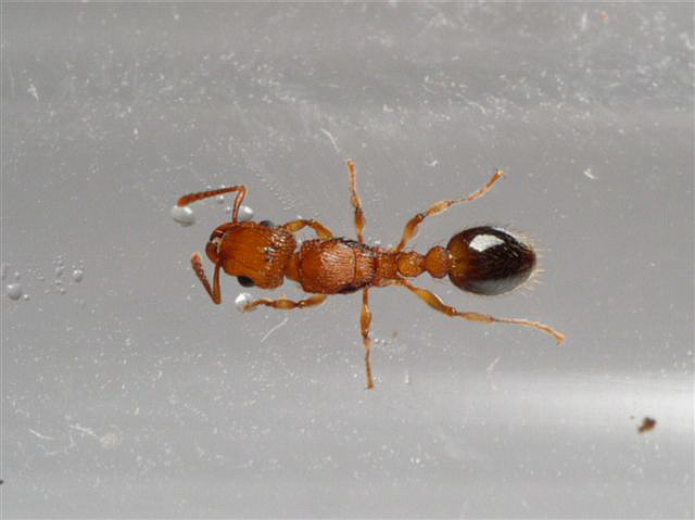 Myrmicinae sp.