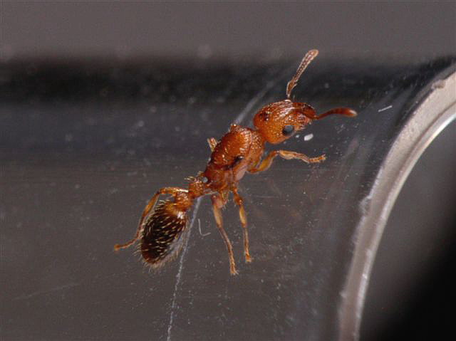 Myrmicinae sp.