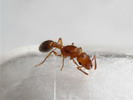 Myrmicinae sp.