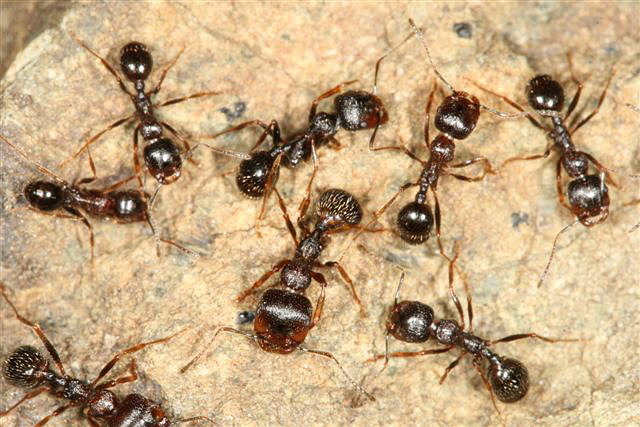 Messor muticus