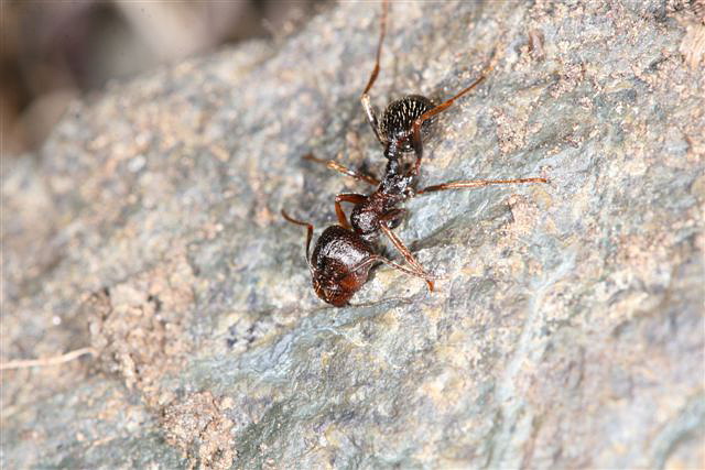 Messor muticus