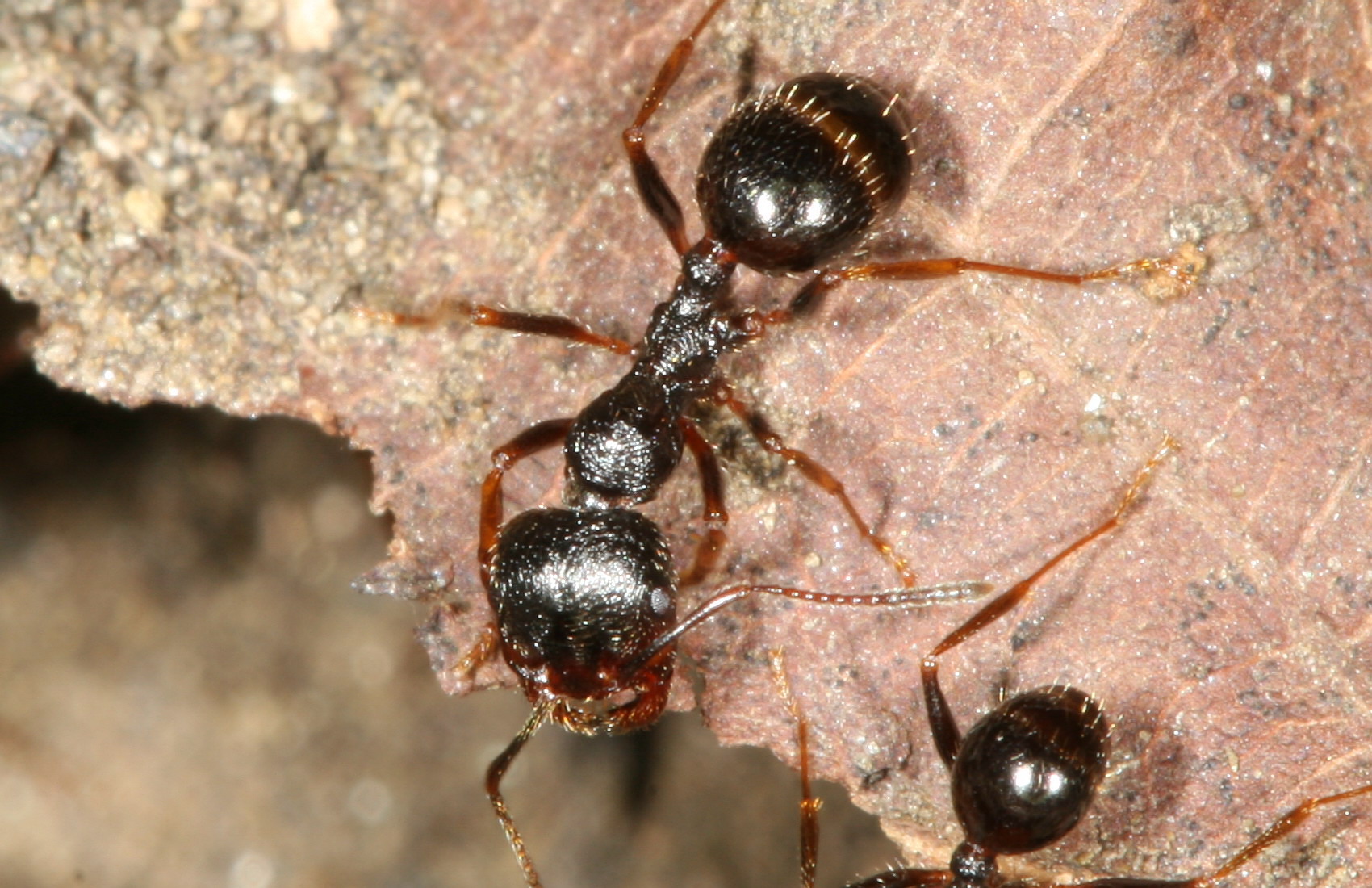 Messor muticus