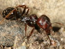Messor muticus