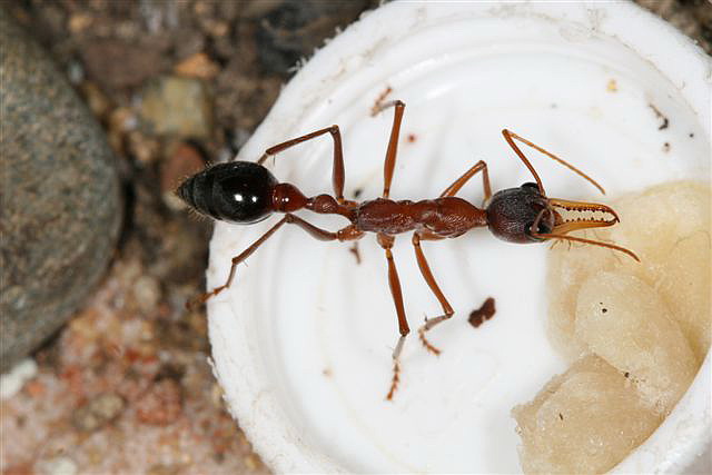 Myrmecia sp.(Austrlie)