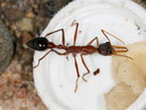 Myrmecia sp.(Austrlie)