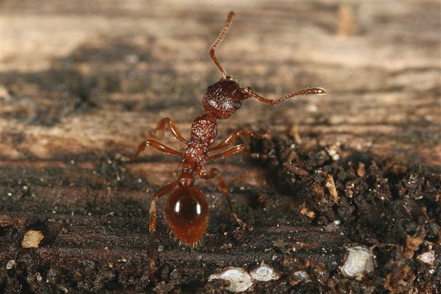 Myrmica sp.