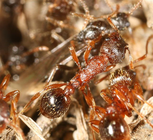 Myrmica sp.