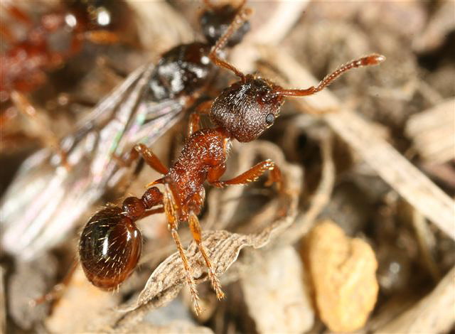 Myrmica sp.