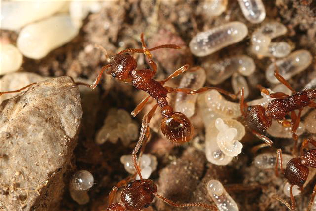 Myrmica sp.