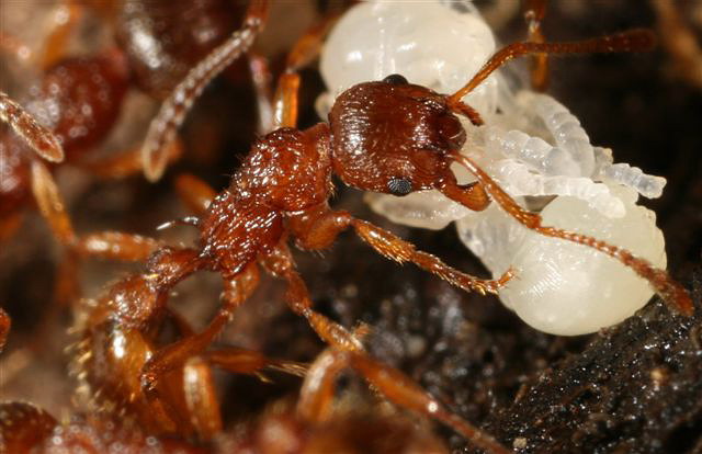 Myrmica sp.