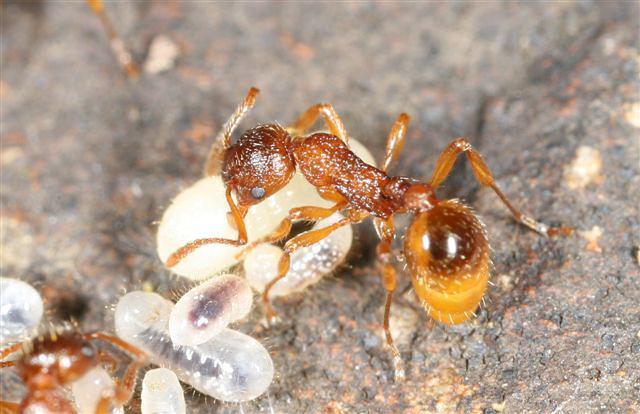 Myrmica sp.