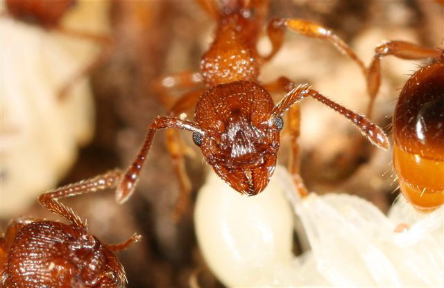 Myrmica sp.