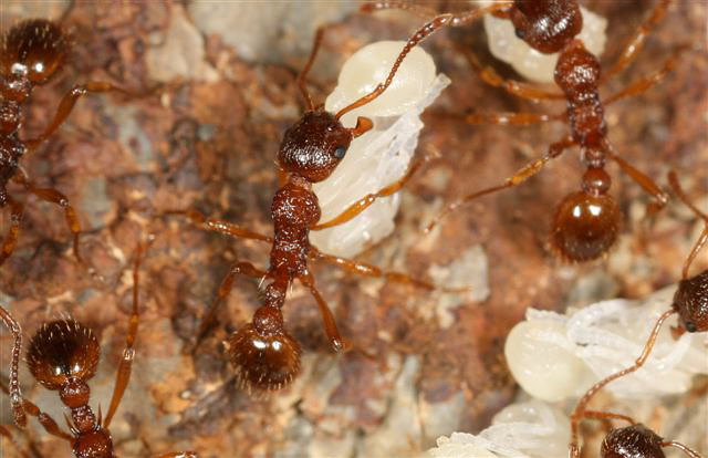 Myrmica sp.
