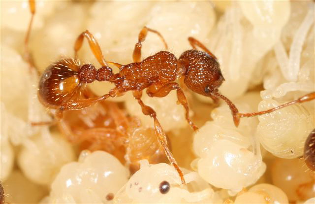 Myrmica sp.