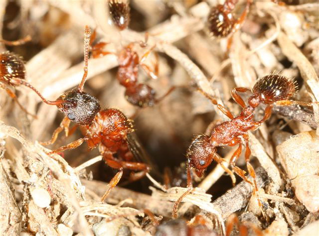 Myrmica sp.