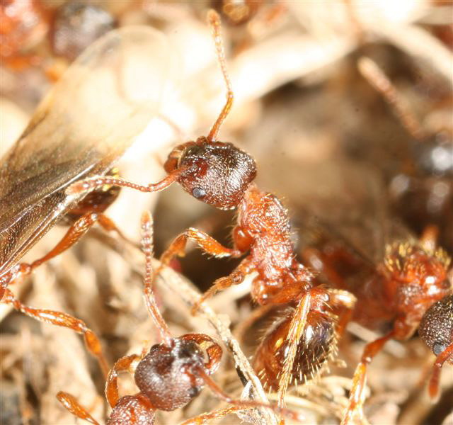 Myrmica sp.