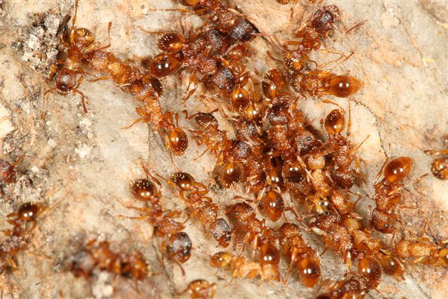 Myrmica sp.