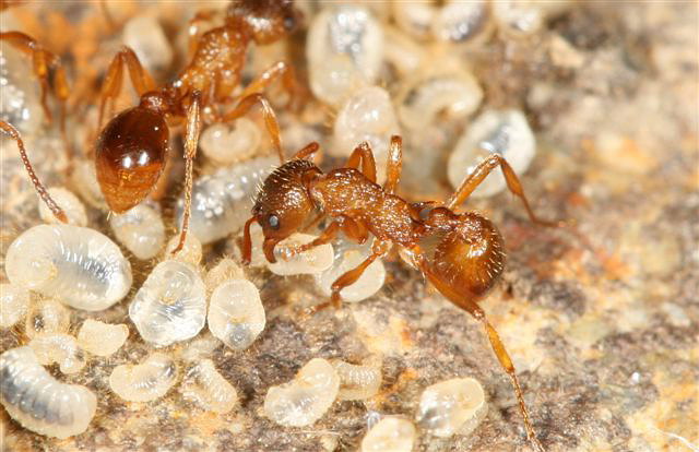 Myrmica sp.