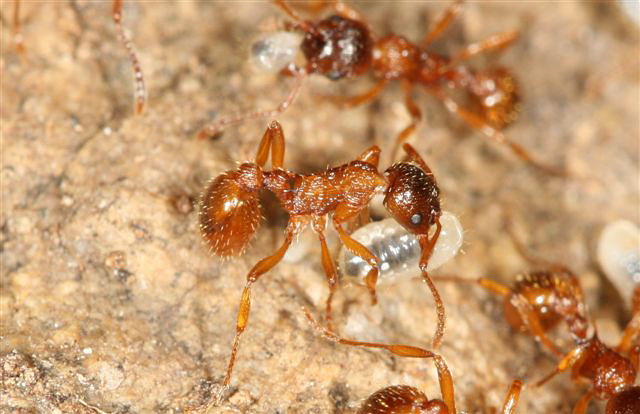 Myrmica sp.
