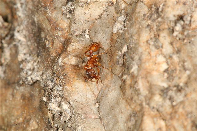 Myrmica sp.
