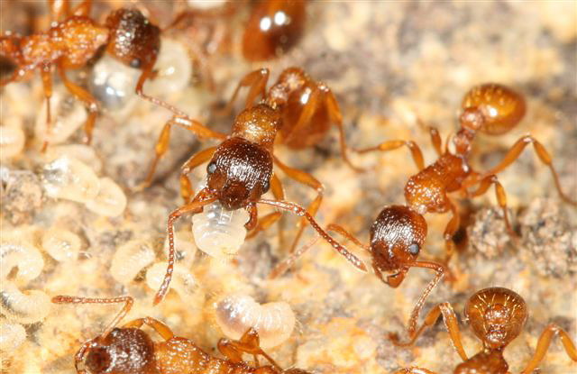 Myrmica sp.