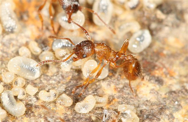 Myrmica sp.