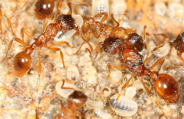 Myrmica sp.