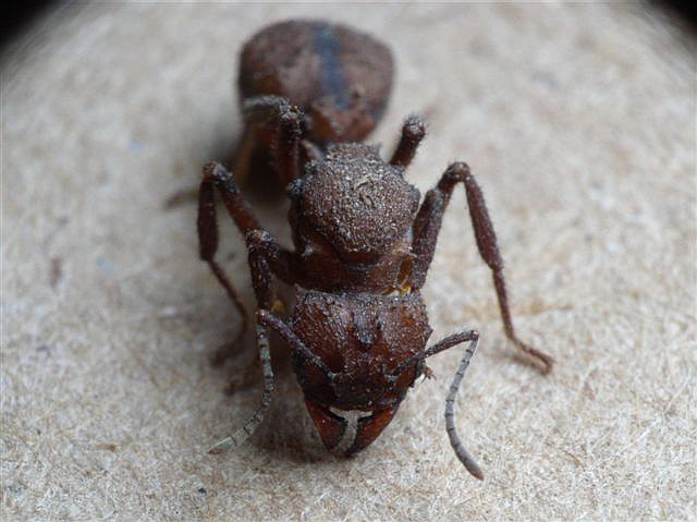 Acromyrmex octospinosus