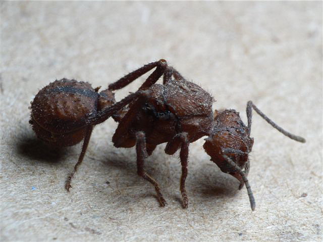 Acromyrmex octospinosus