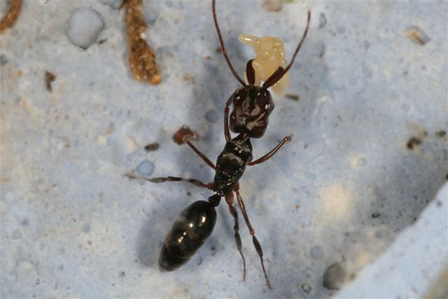 Odontomachus sp.(Indonzie)
