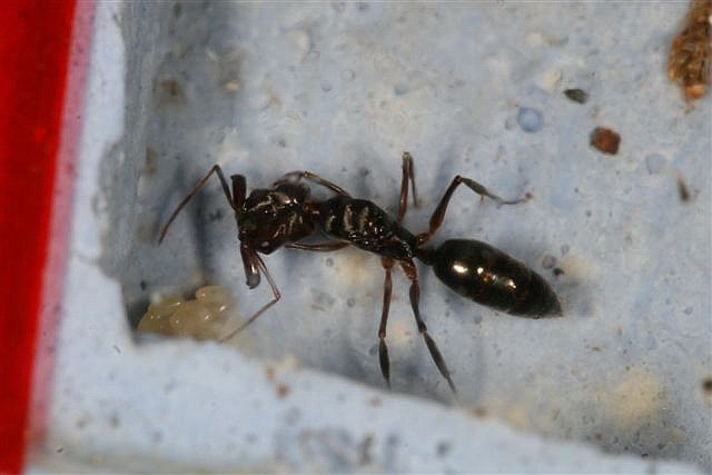 Odontomachus sp.(Indonzie)