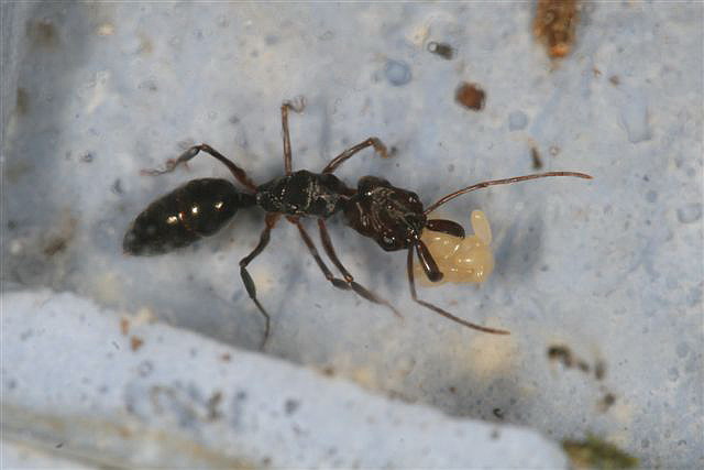 Odontomachus sp.(Indonzie)