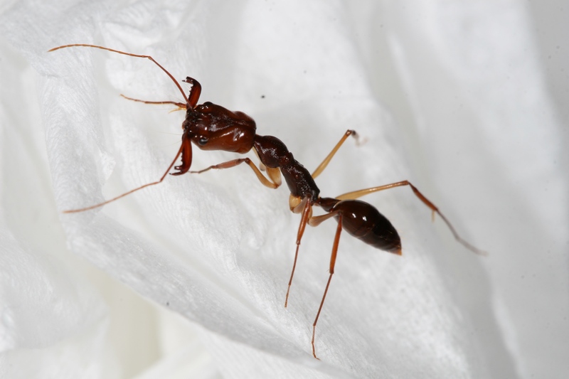 Odontomachus honghe