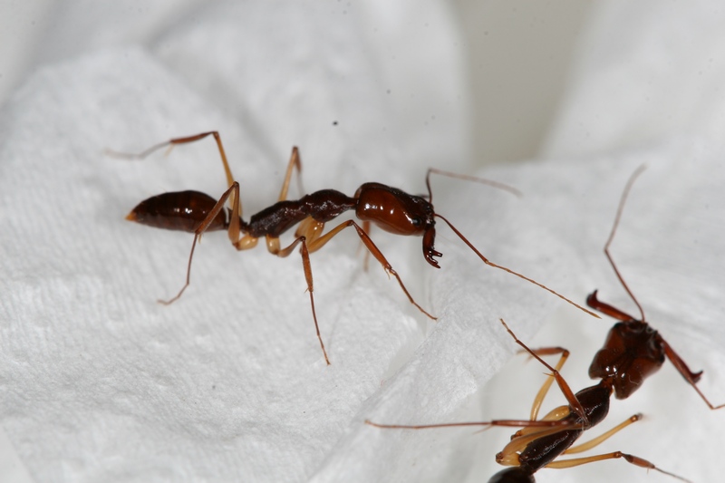 Odontomachus honghe