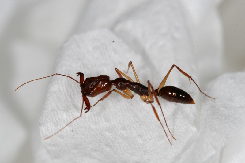 Odontomachus honghe