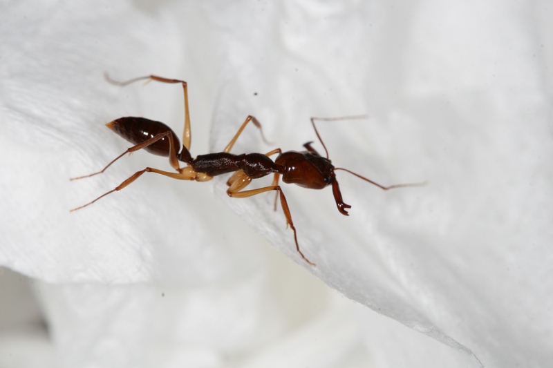 Odontomachus honghe