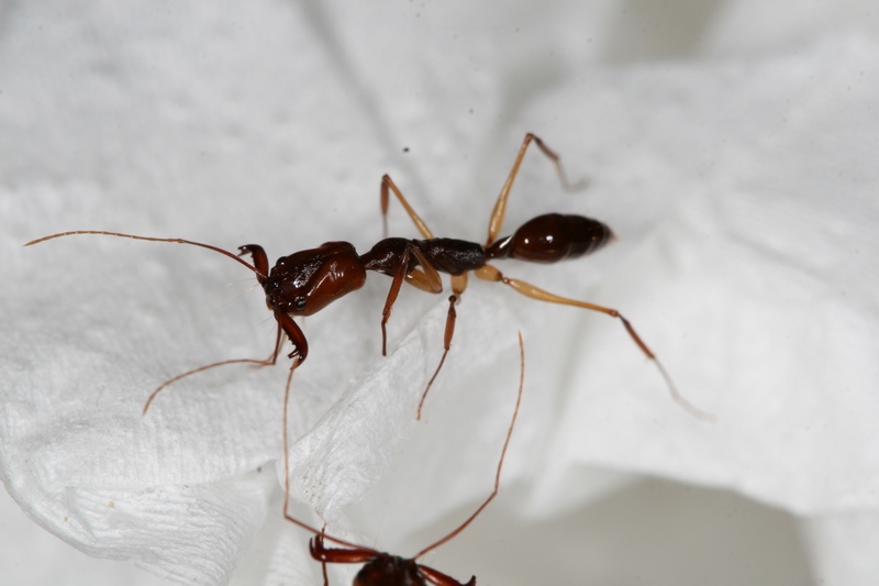 Odontomachus honghe