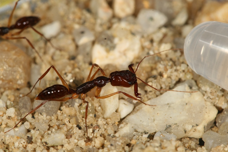 Odontomachus honghe